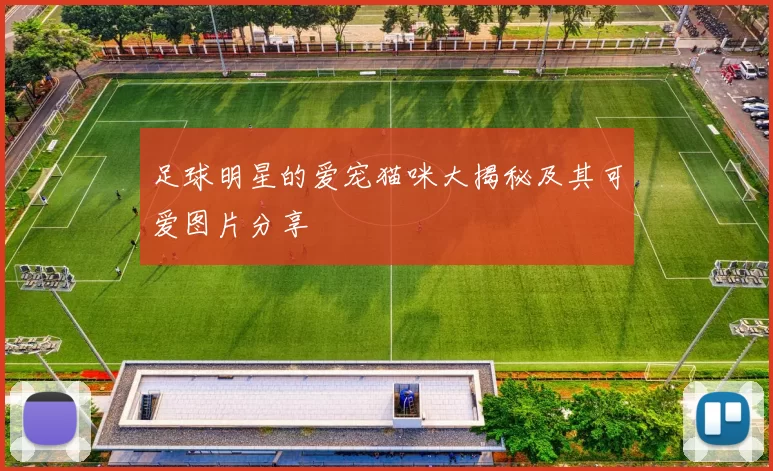 足球明星的爱宠猫咪大揭秘及其可爱图片分享